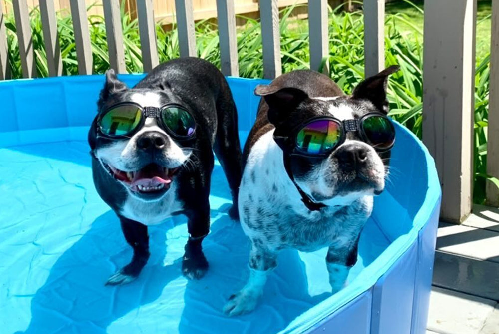 Summer Animal Safety Tips for Beating the Heat