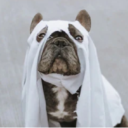 Three Tips to Keep Your Doggo Safe During Halloween