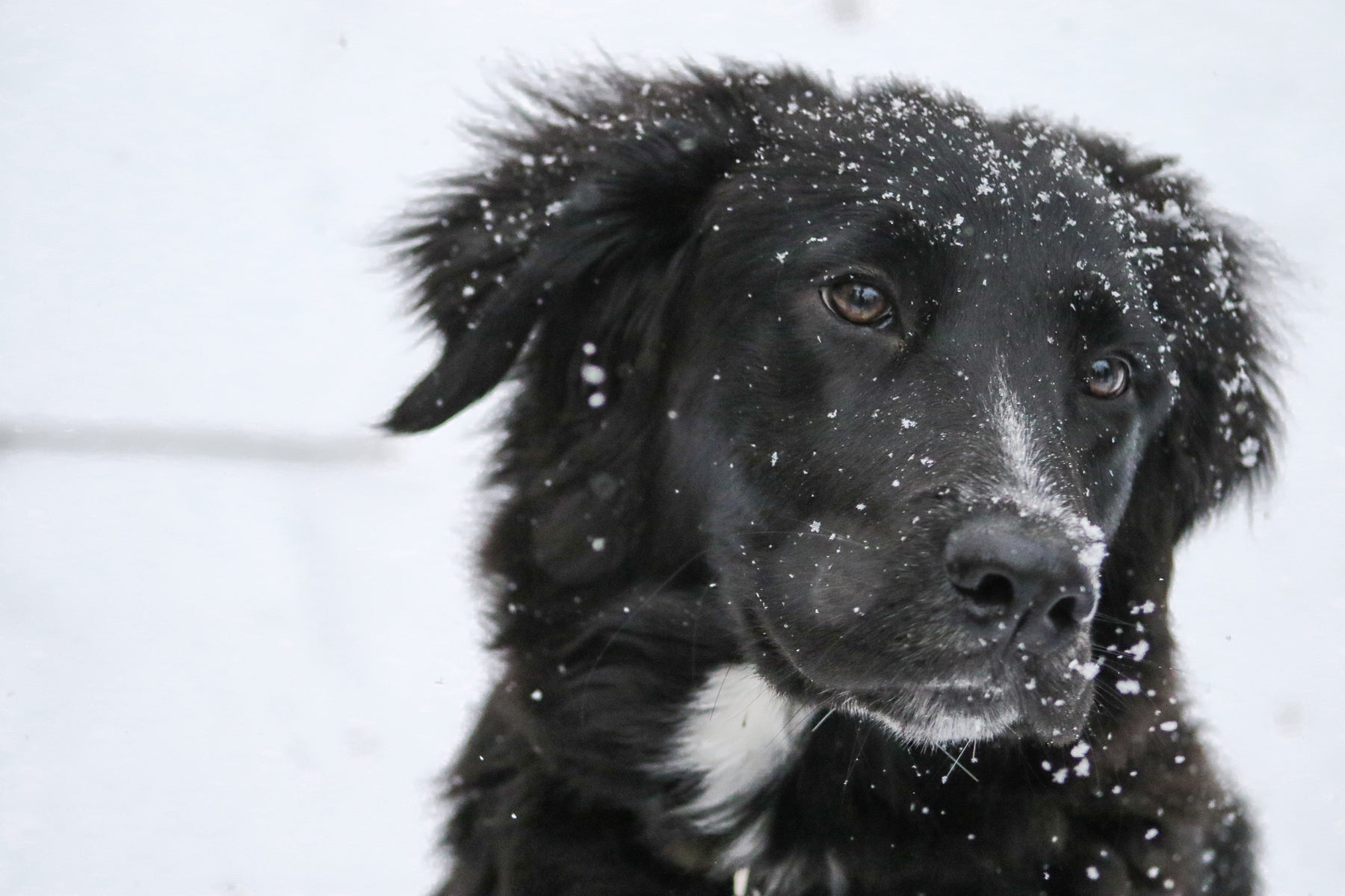 Cold-Temperature Guidelines for Dogs