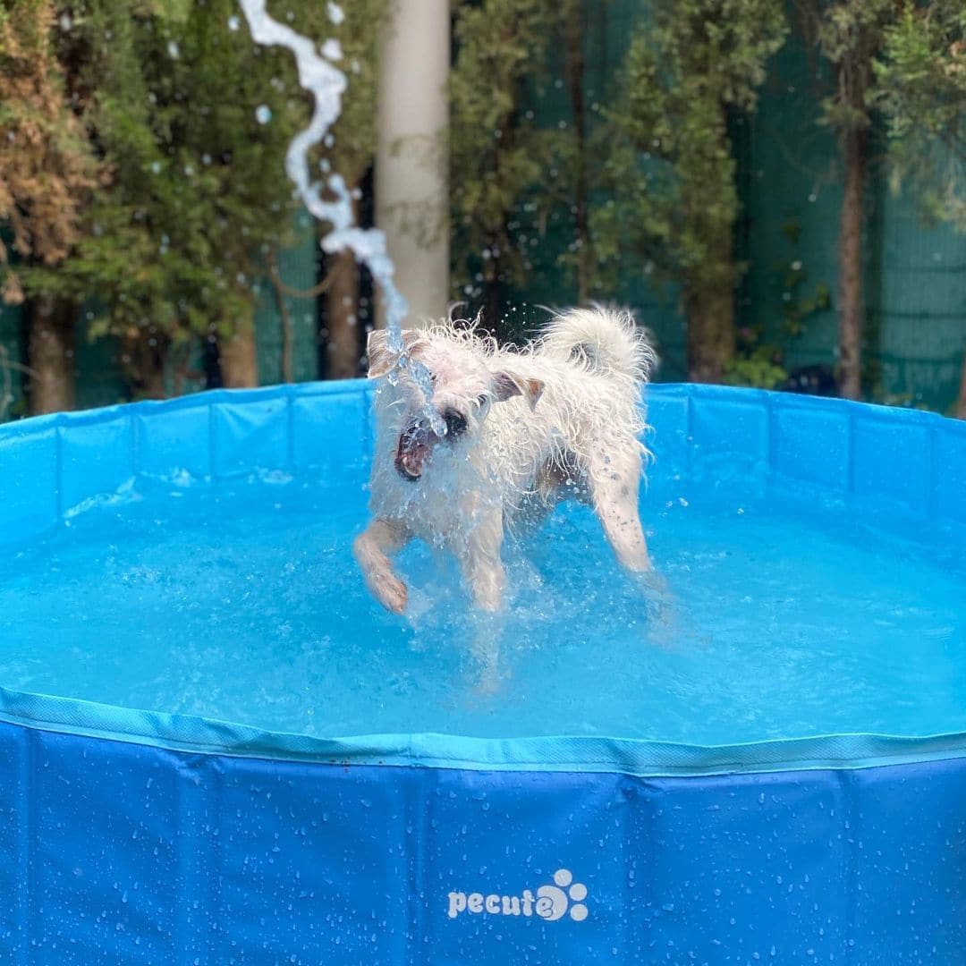 Pecute Paddling Pool for Pets& Kids（L）